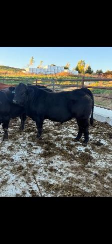 Limousin Registered Bull - Photo 2