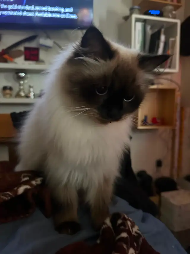 Pregnant Seal point Ragdoll Due Dec 15, 2026
