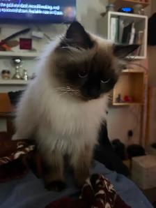Pregnant Seal point Ragdoll Due Dec 15, 2026