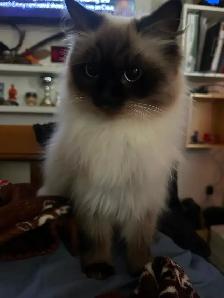 Pregnant Seal point Ragdoll Due Dec 15, 2026 - Photo 2