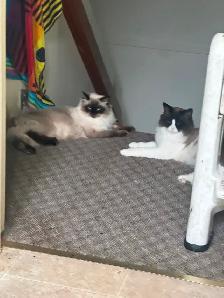 Pregnant Seal point Ragdoll Due Dec 15, 2026 - Photo 3