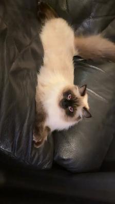 Pregnant Seal point Ragdoll Due Dec 15, 2026 - Photo 4