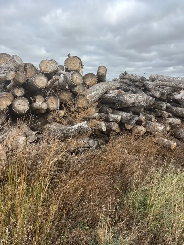 20 cords of poplar wood available