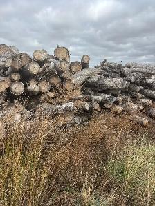 20 cords of poplar wood available