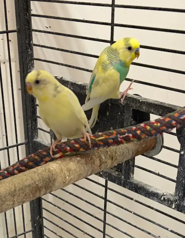 2  Smart and Handsome Male Budgies - SOLD