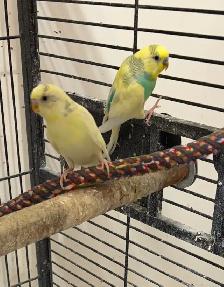 2  Smart and Handsome Male Budgies - SOLD