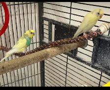 2  Smart and Handsome Male Budgies - SOLD - Photo 2