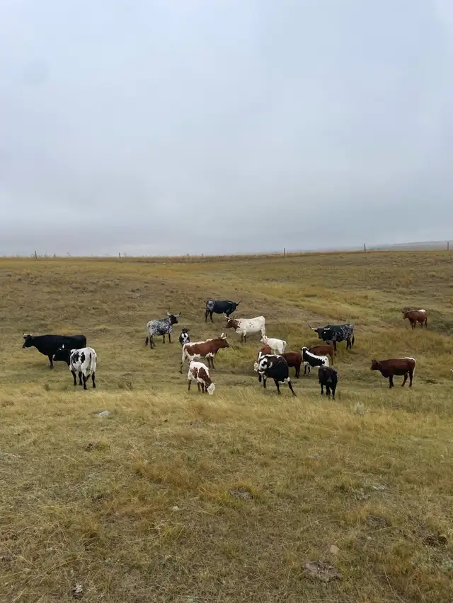 Bred Longhorn Cows