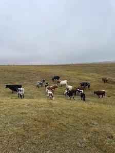 Bred Longhorn Cows