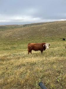 Bred Longhorn Cows - Photo 2
