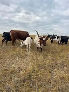 Bred Longhorn Cows - Photo 3