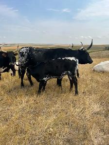 Bred Longhorn Cows - Photo 4