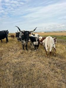 Bred Longhorn Cows - Photo 5