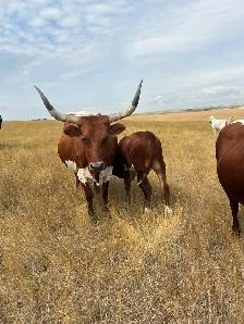 Bred Longhorn Cows - Photo 6