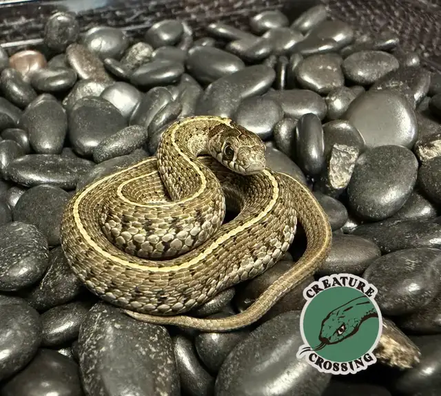 Short-Tail Alpine Garter Snakes (Thamnophis scaliger)