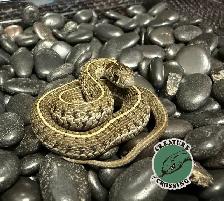 Short-Tail Alpine Garter Snakes (Thamnophis scaliger)