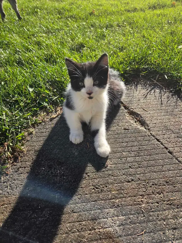 kitten for rehoming