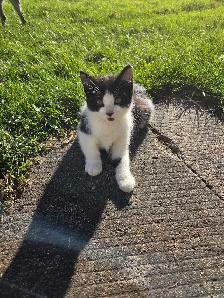 kitten for rehoming