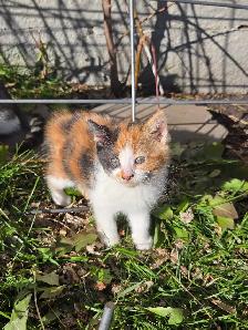 kitten for rehoming - Photo 2