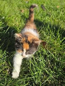 kitten for rehoming - Photo 3