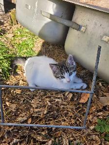 kitten for rehoming - Photo 4