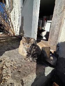 kitten for rehoming - Photo 5
