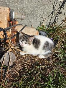 kitten for rehoming - Photo 6