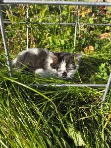 kitten for rehoming - Photo 7