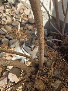 kitten for rehoming - Photo 8