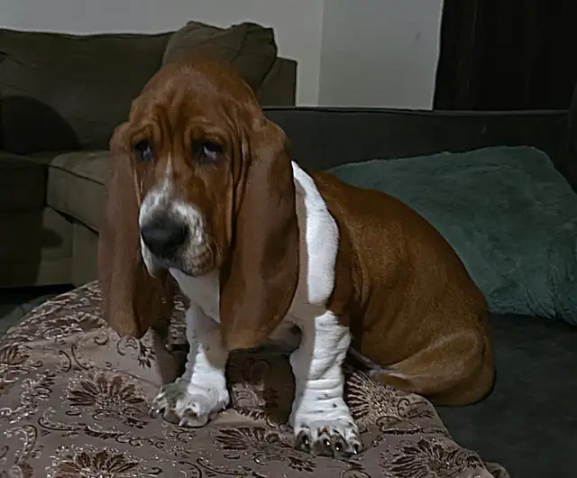 Purebred Basset hound pup forsale