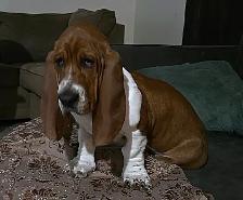 Purebred Basset hound pup forsale