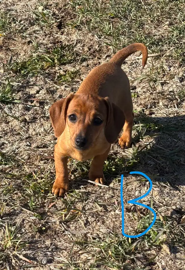 Miniature Dachshunds