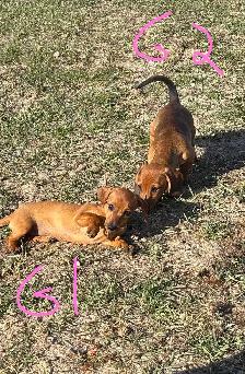 Miniature Dachshunds - Photo 2
