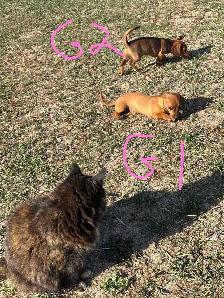 Miniature Dachshunds - Photo 3