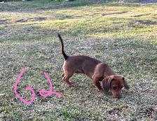 Miniature Dachshunds - Photo 4