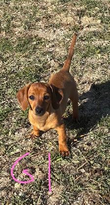 Miniature Dachshunds - Photo 5