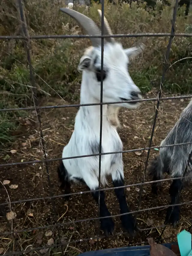 goats for sale