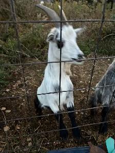 goats for sale
