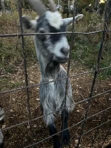 goats for sale - Photo 2