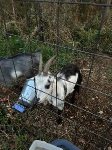 goats for sale - Photo 3