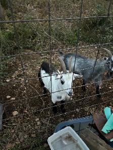 goats for sale - Photo 4