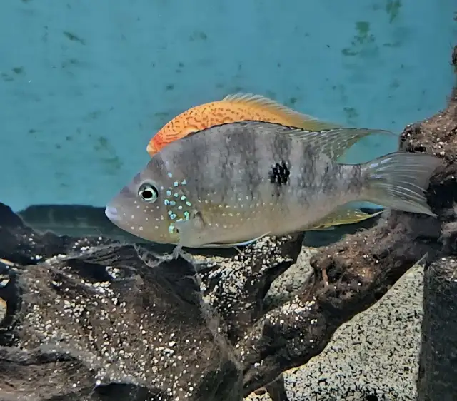 thorichthys ellioti 5.5'
