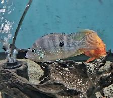 thorichthys ellioti 5.5' - Photo 2
