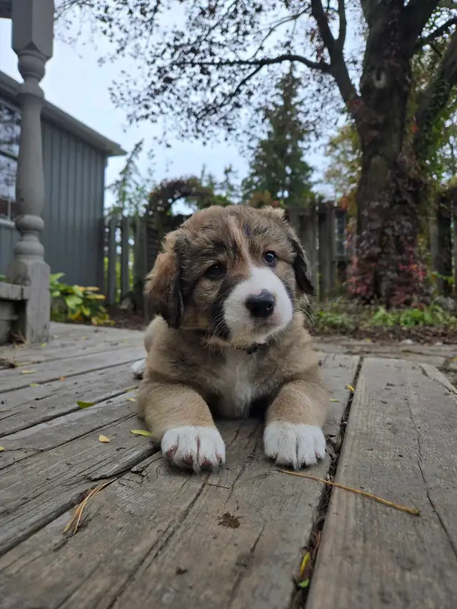 Husky/G.Shepherd/Border Collie Mix Puppies