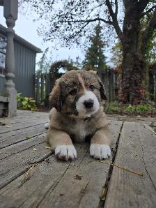 Husky/G.Shepherd/Border Collie Mix Puppies