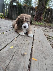 Husky/G.Shepherd/Border Collie Mix Puppies - Photo 2