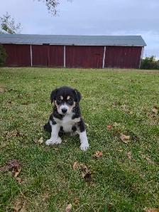 Husky/G.Shepherd/Border Collie Mix Puppies - Photo 3