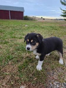 Husky/G.Shepherd/Border Collie Mix Puppies - Photo 4