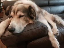 Husky/G.Shepherd/Border Collie Mix Puppies - Photo 6