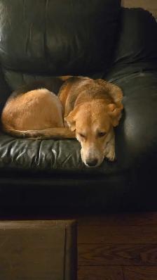 Husky/G.Shepherd/Border Collie Mix Puppies - Photo 7